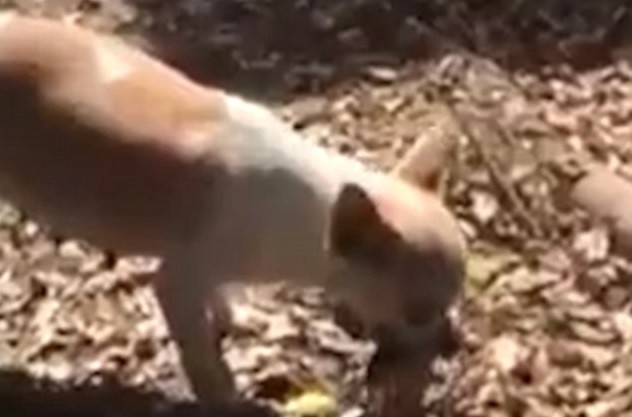 Pogledajte bolan trenutak kako kujica zakopava uginulo štene