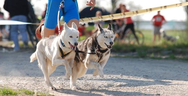 Brze šape u Zagrebu: Volite pse i sport? Predstavljamo  super vau DOGađanje