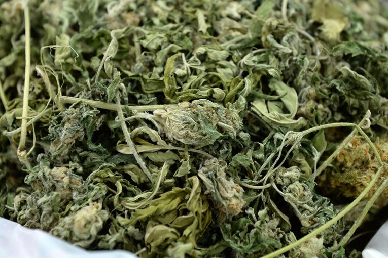 Dvojica Zagrepčana uzgajala i prodavala marihuanu, u stanu im pronađeno 70.000 kuna u raznim valutama