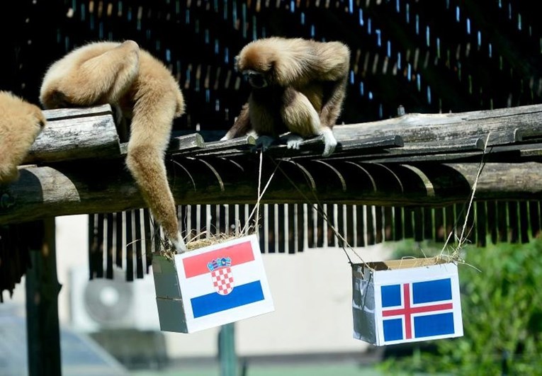 VIDEO Gibon Kenti prognozirao pobjedu Hrvatske protiv Islanda