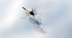 Najezda komaraca kod Osijeka, ubadaju i do 50 puta po minuti