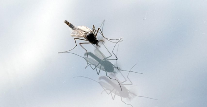 Najezda komaraca kod Osijeka, ubadaju i do 50 puta po minuti