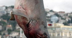 Novinar Balkan Insightsa: "Moja obitelj se boji morskih pasa, ali na hrvatskoj obali oni nisu ubojice"