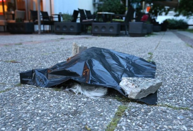 UZNEMIRUJUĆA FOTOGRAFIJA Traži se vlasnik psića koji je nađen pred neboderom zgrade u Novom Zagrebu