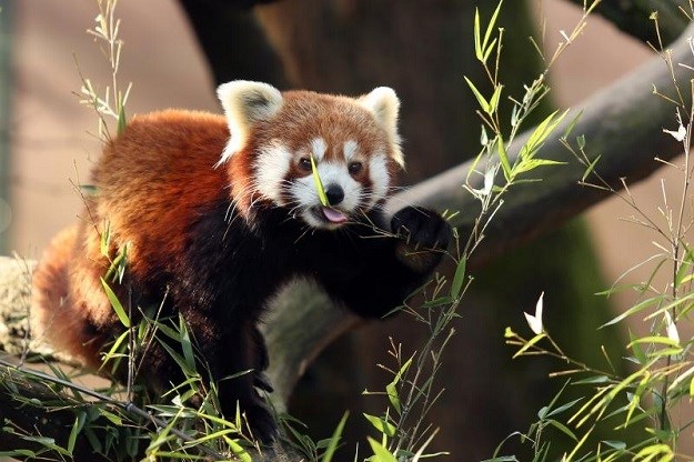 VIDEO Zagrebački ZOO proslavio dan crvenih pandi, pogledajte kako su samo slatke