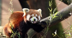 VIDEO Zagrebački ZOO proslavio dan crvenih pandi, pogledajte kako su samo slatke