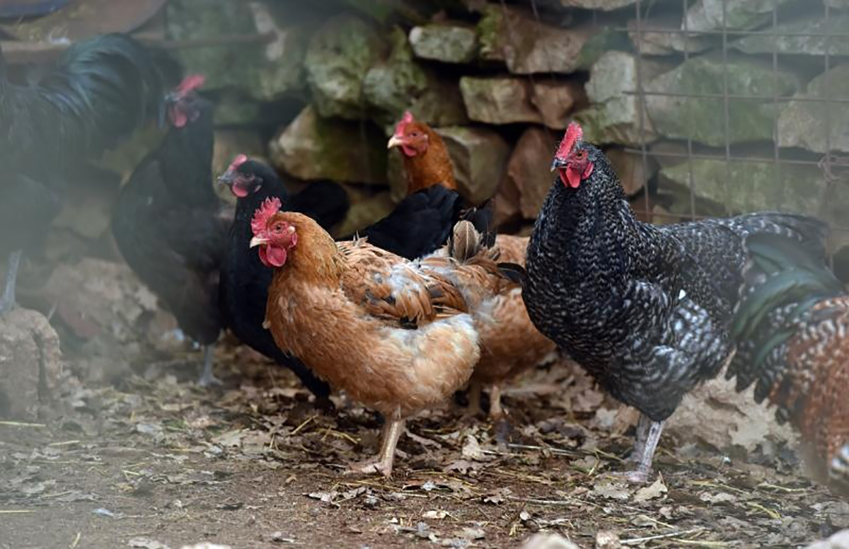 PTIČJA GRIPA U ŠPIČKOVINI Sva perad će biti eutanazirana
