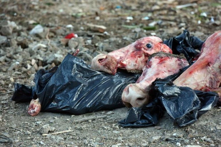 UZNEMIRUJUĆE FOTOGRAFIJE Klaonički otpad ostavljen pored kontejnera za smeće u Šibeniku