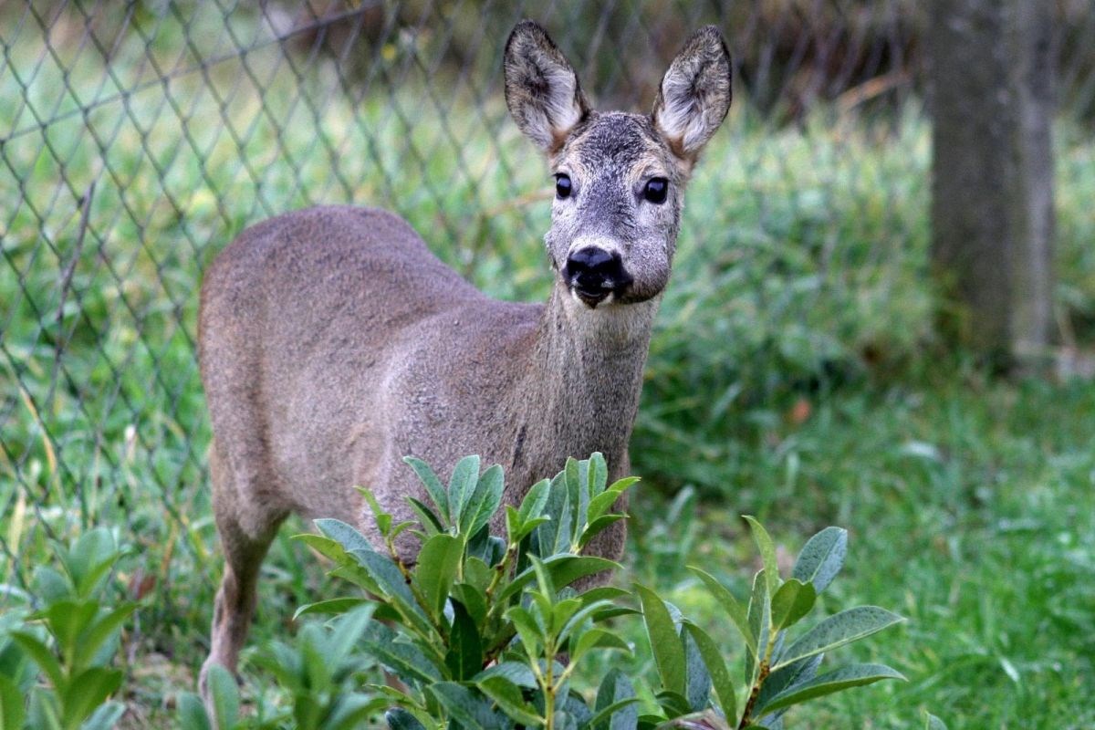 FOTO Preslatka gošća: Srna mirno pasla u dvorištu kuće u Zagrebu
