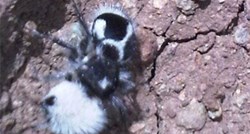 Upoznajte opasne panda mrave koji zapravo uopće nisu mravi