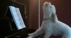 Zovite ga Beethoven: Kad ostane sam doma, ovaj pas postaje talentirani glazbenik