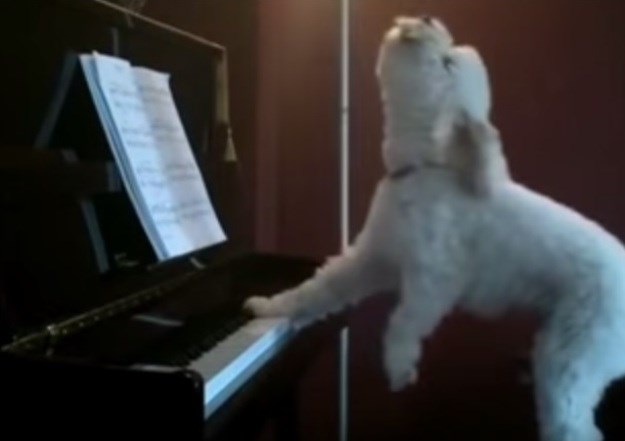 Zovite ga Beethoven: Kad ostane sam doma, ovaj pas postaje talentirani glazbenik