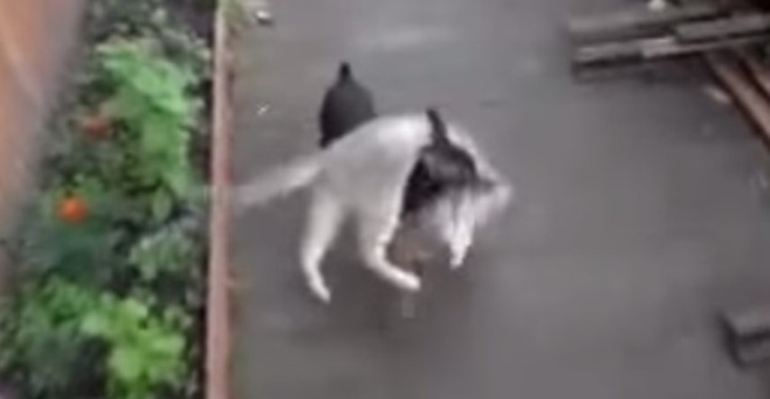 Kakva dama: Ovako izgleda kada pas nosi mačku doma
