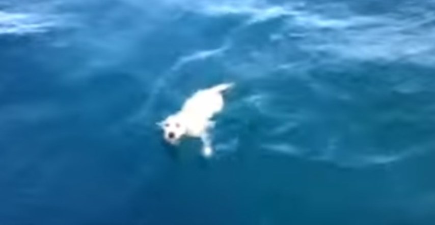 Pad s trajekta pa plivanje u hladnom moru: Pogledajte kako je spašena malena Noodle