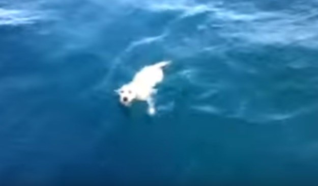 Pad s trajekta pa plivanje u hladnom moru: Pogledajte kako je spašena malena Noodle