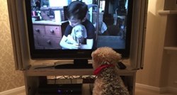 Što vaš pas točno vidi kada gleda televiziju?