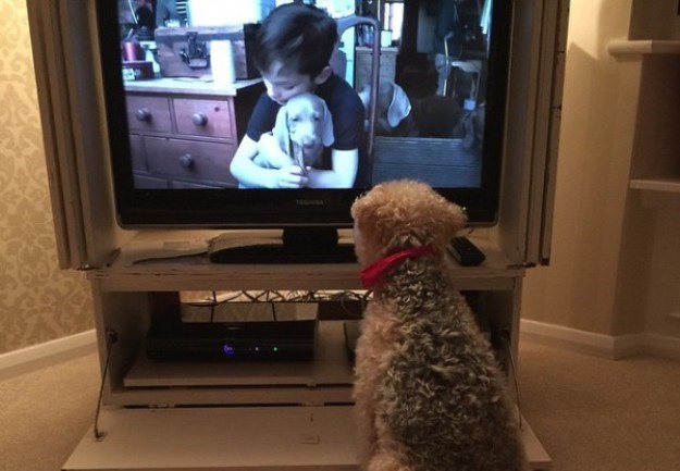 Što vaš pas točno vidi kada gleda televiziju?