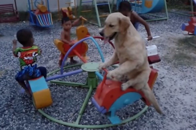 Vrtuljci su rezervirani samo za djecu? Ovaj pas pokazat će vam da je to čista laž!