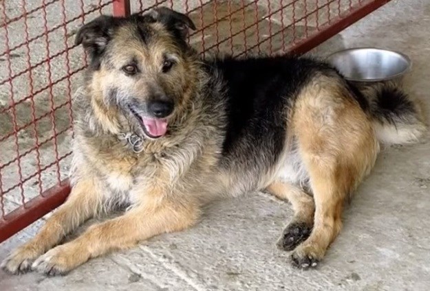 11-godišnji "starčić" Alf traži sretni dom za mirnu starost