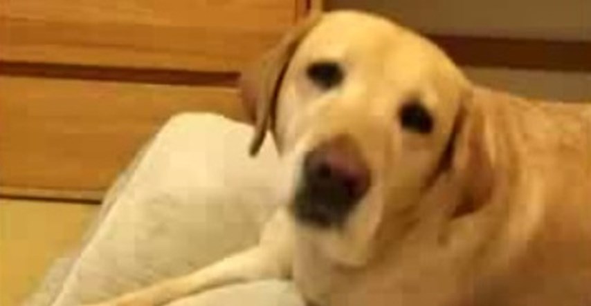 Pas spasio život slijepoj vlasnici telefonskim pozivom