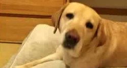 Pas spasio život slijepoj vlasnici telefonskim pozivom