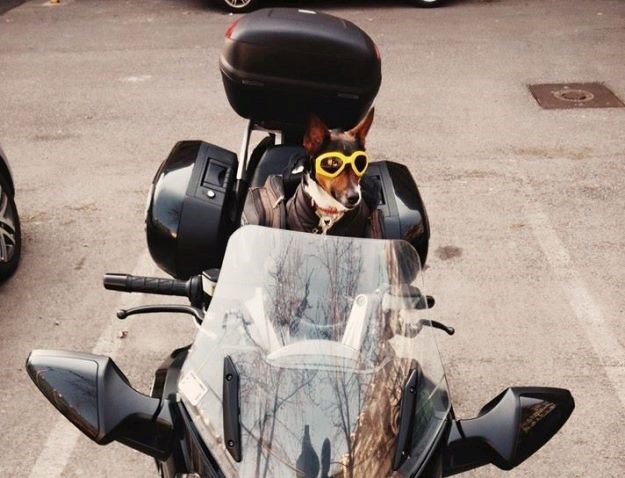 Zagrebačka frajerica: Jack Russellica Đurđa apsolutna je vladarica Facebooka