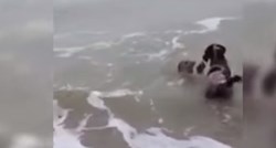 Oceanovih 2: Pas i tuljan izmijenili pozdrave i nekoliko poljubaca