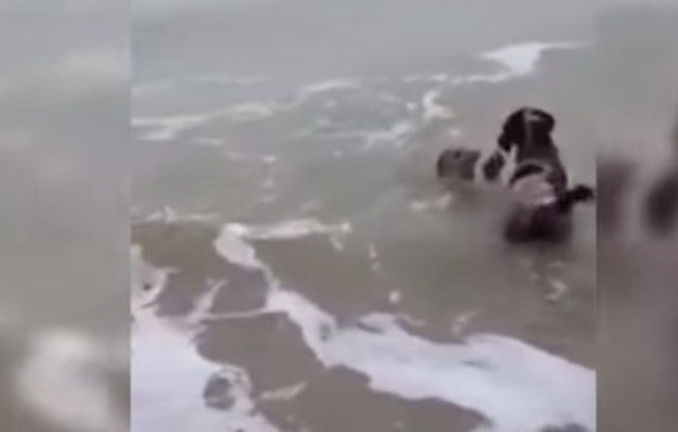 Oceanovih 2: Pas i tuljan izmijenili pozdrave i nekoliko poljubaca