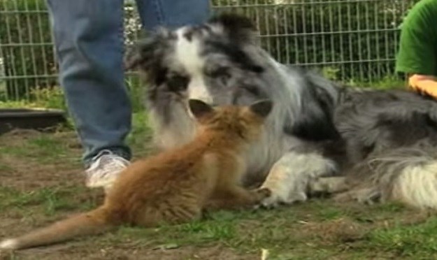 Pas i lisica: Neobično prijateljstvo koje morate vidjeti