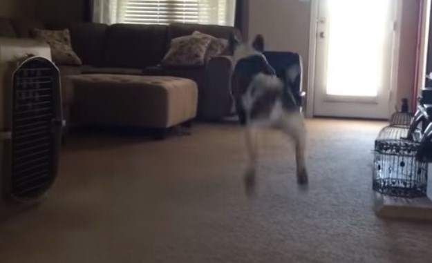 Jeste li ikada vidjeli psa koji se ovoliko veseli igranju?