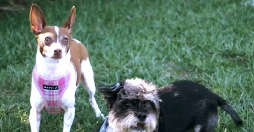 Urnebesni video: Što se događa kada vaš ljubimac čuje lavež drugog psa?