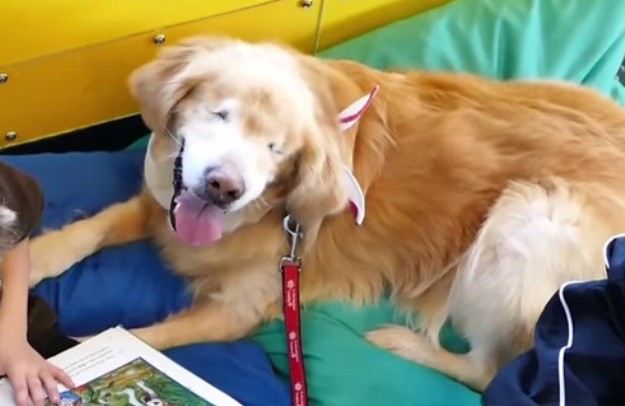 Upoznajte Smiley, terapijskog psa bez očiju, koji uveseljava svoje pacijente!