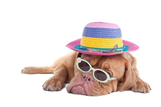 Kako pomoći ljubimcu tijekom vrućih ljetnih dana?