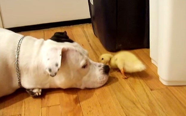 Stop predrasudama: Pogledajte nježno prijateljstvo između pit bulla i malene patke