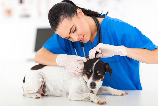 Pitanja koja morate postaviti veterinaru