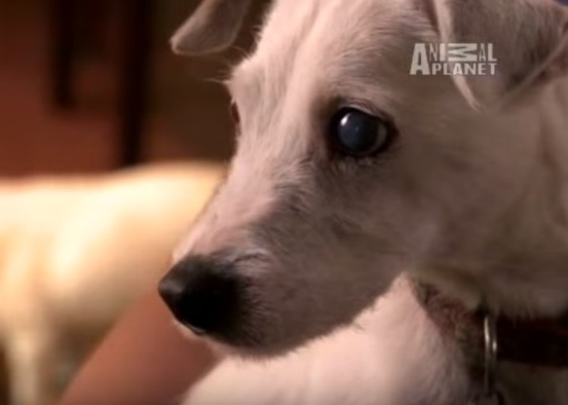 Jack Russellica Pixie ima posebni talent za otkrivanje duhova