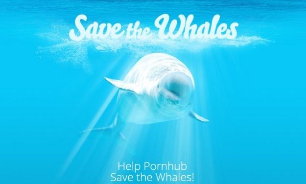 Pornhub ima novi plemeniti cilj: Odazovi se pozovu i "ocijedi kitu" za spas kitova