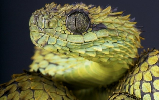 Kako su izgledale prve zmije na svijetu?