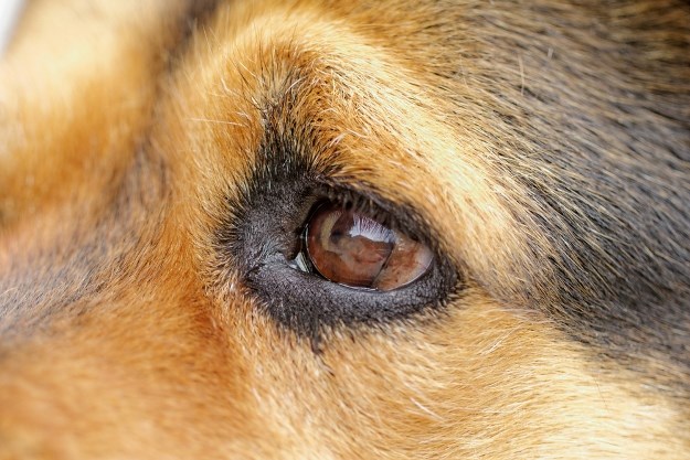 Kako prepoznati infekciju oka kod psa i kako ju ublažiti?