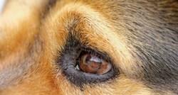 Kako prepoznati infekciju oka kod psa i kako ju ublažiti?