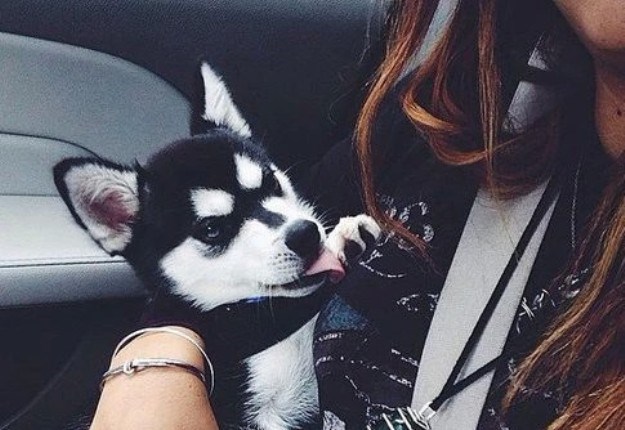 Znanstveno dokazano: Psi "čitaju" naše emocije