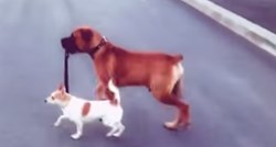Ovi psi obožavaju šetati jedni druge i pritom su tako slatki