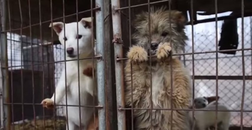 Psi spašeni s farme mesa u Južnoj Koreji čekaju sretne domove