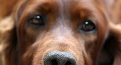 Kako psi "vide" sa svojim nosom?