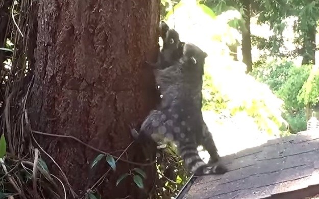 Video: Strpljiva mama rakun uči klinca kako da se popne na stablo