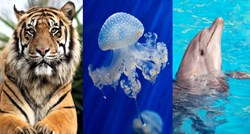 Tigrovi, meduze ili delfini: Koji ste vi tip roditelja?