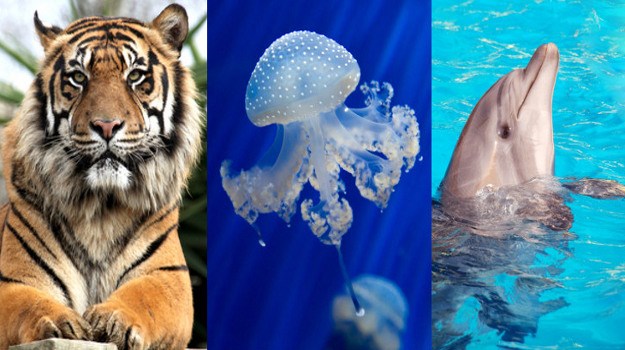 Tigrovi, meduze ili delfini: Koji ste vi tip roditelja?