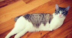 Upoznajte dvonogu mačku Roux koja će osvojiti vaša srca