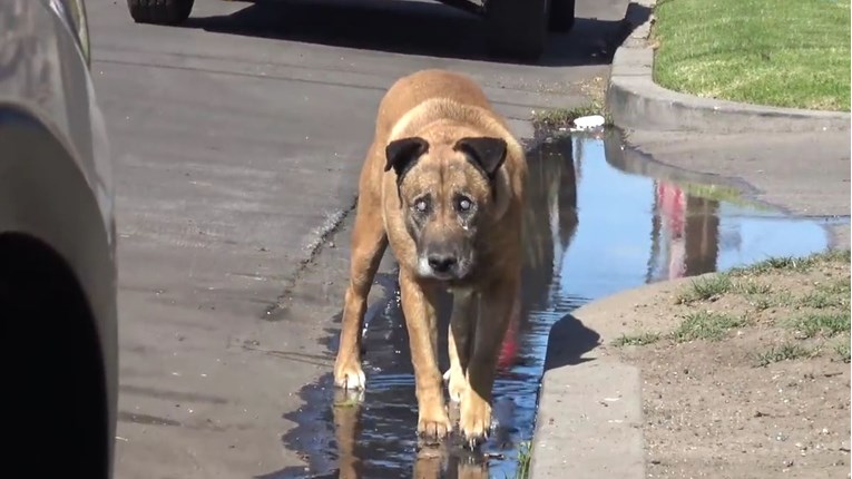 VIDEO Ovaj pas je deset godina bio sam na cesti i nitko mu nije pomogao