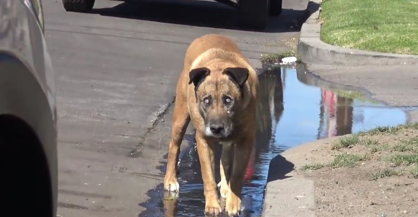 VIDEO Ovaj pas je deset godina bio sam na cesti i nitko mu nije pomogao